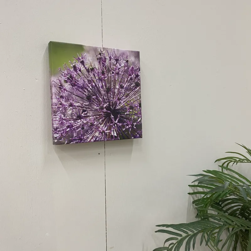 Wandbild Leinwand 40x40 Sternkugel-Lauch Fotodruck Natur Deko