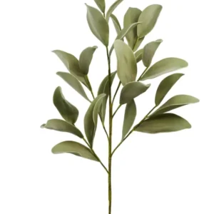 Desert Ficus Broad Leaf Stem 33"